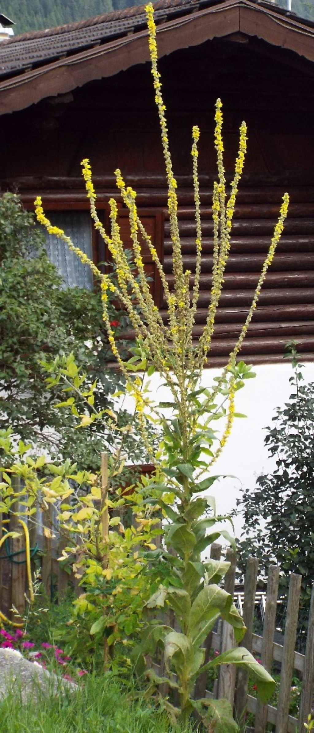 Verbascum cfr. lychnitis (Lamiales - Scrophulariaceae)